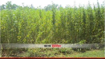 নীলফামারীর পাটক্ষেত