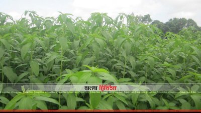 নীলফামারীর পাটক্ষেত