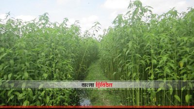নীলফামারীর পাটক্ষেত