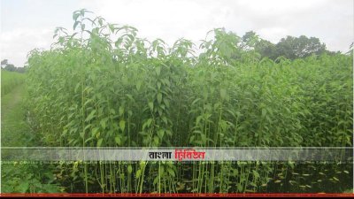 নীলফামারীর পাটক্ষেত