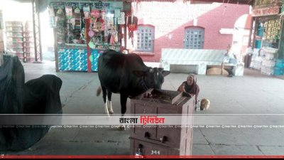 সান্তাহার জংশনে গরুর উপদ্রব, পুলিশের সহায়তা কামনা