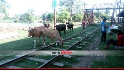 সান্তাহার জংশনে গরুর উপদ্রব, পুলিশের সহায়তা কামনা