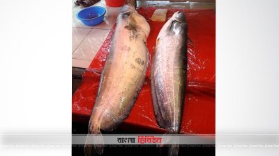 বান্দরবান সাঙ্গু নদীর বোয়াল মাছ