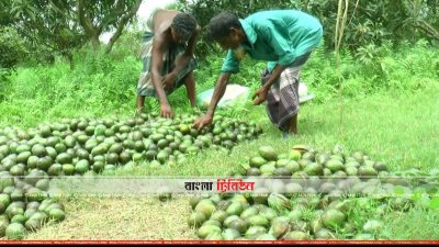 গাছের সব আম ফেটে গেছে