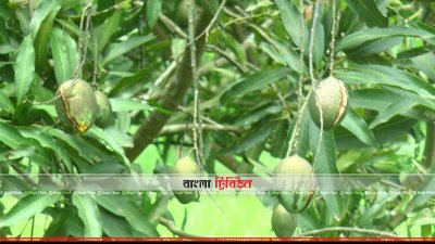 আম ফাটা রোগ