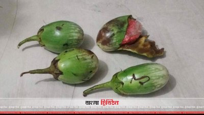 বেগুনের ভেতরে লুকিয়ে ইয়াবা পাচার