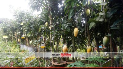 বৃক্ষমেলা