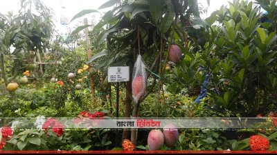 বৃক্ষমেলা