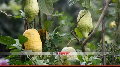 ‘সবুজে বাঁচি সবুজ বাঁচাই’ (ফটো স্টোরি)