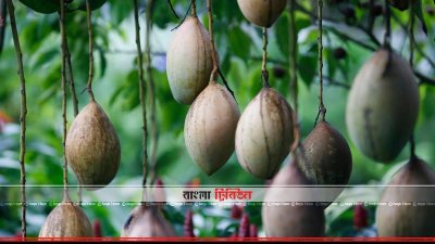 আমগাছ
