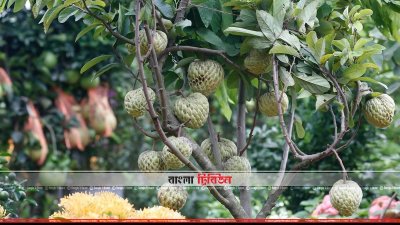 সরুফা ফল