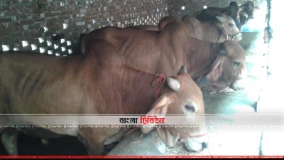 খামারে খড় খাচ্ছে গরু