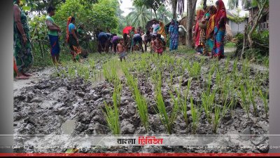 রাস্তায় ধান লাগিয়ে প্রতিবাদ