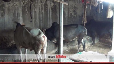 কোরবানির জন্য গরু প্রস্তুত করছেন খামারিরা
