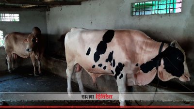 কোরবানির জন্য গরু প্রস্তুত করছেন খামারিরা