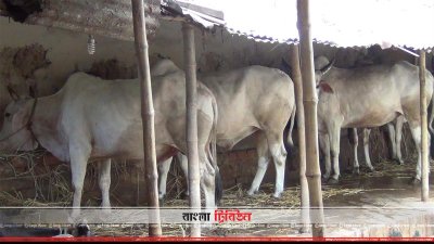 কোরবানির জন্য গরু প্রস্তুত করছেন খামারিরা