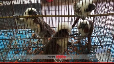 ২৭২টি বন্যপ্রাণী সাফারি পার্কে হস্তান্তর