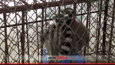 ২৭২টি বন্যপ্রাণী সাফারি পার্কে হস্তান্তর