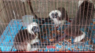 ২৭২টি বন্যপ্রাণী সাফারি পার্কে হস্তান্তর