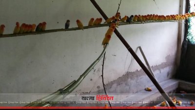 সাফারি পার্কে হস্তান্তর করা লাভবার্ড