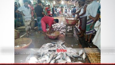 চাঁদপুর মাছঘাটে ইলিশ প্রক্রিয়াজাত করছেন শ্রমিকরা