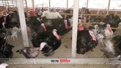 সোহরাবের টার্কি খামার