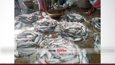 চাঁদপুর মাছঘাটে ইলিশ প্রক্রিয়াজাত করছেন শ্রমিকরা