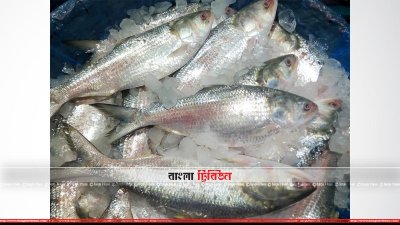 চাঁদপুর মাছঘাটে ইলিশ
