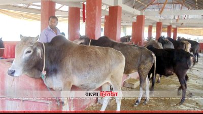 নড়াউল পৌরসভার দুর্গাপুর এলাকার একটি খামার