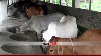 আরজি-নওগাঁর সিফাত ডেইরি ফার্ম