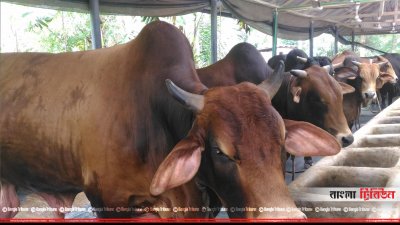 সদর উপজেলার কলাবাড়িয়া গ্রামের এস এম এগ্রোতে গরু মোটাতাজা করা হচ্ছে