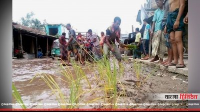 সড়ক সংস্কারের দাবিতে ধানের চারা লাগিয়ে প্রতিবাদ