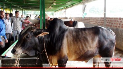 শায়েস্তাগঞ্জ উপজেলার উত্তর চতুর গ্রামের রাবেয়া খামার