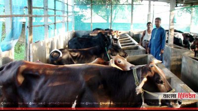 শায়েস্তাগঞ্জ উপজেলার উত্তর চতুর গ্রামের রাবেয়া খামার