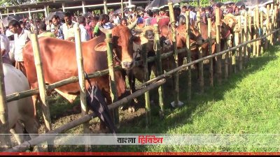 ঝিনাইদহে জমে উঠছে পশুর হাট 