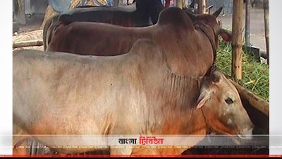গরুর খামার