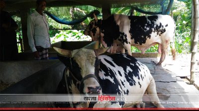 লাল্টু ও বল্টু