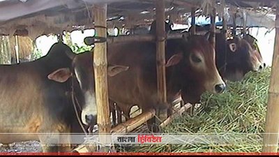 গরুর খামার
