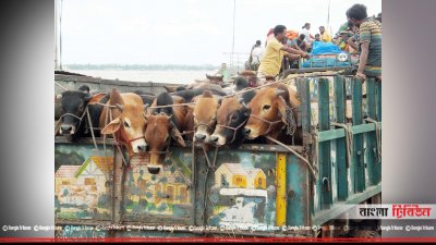 গরুবোঝাই ট্রাক