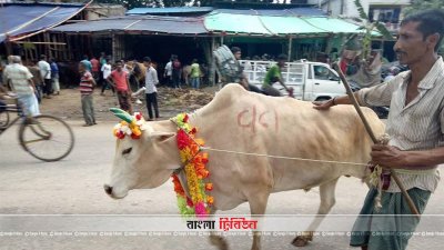 চট্টগ্রামে জমে উঠেছে পশুর হাট, চাহিদা বেশি মাঝারি সাইজের গরুর