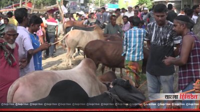শোলাকিয়ার হাটে কোরাবনির পশু