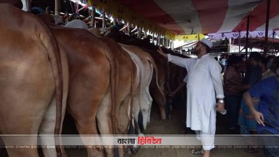 চট্টগ্রামে জমে উঠেছে পশুর হাট, চাহিদা বেশি মাঝারি সাইজের গরুর