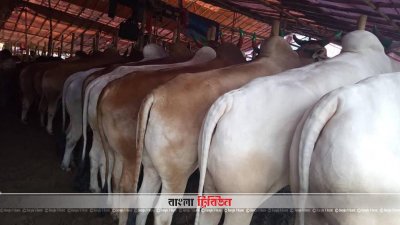 চট্টগ্রামে জমে উঠেছে পশুর হাট, চাহিদা বেশি মাঝারি সাইজের গরুর