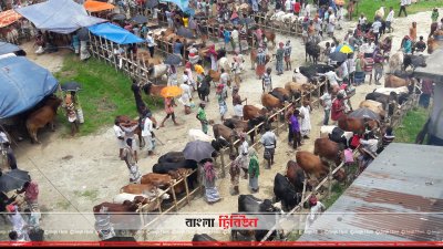 রাজশাহীর গরুর হাট