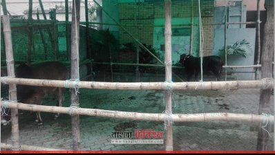 নির্ধারিত স্থানে বেঁধে রাখা হয়েছে কোরবানির গরু