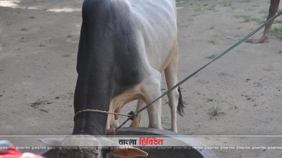 বালিয়াডাঙ্গী উপজেলার শুটকা বস্তি গ্রামের আলোকিত সীমান্ত প্রকল্প 