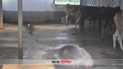 বালিয়াডাঙ্গী উপজেলার শুটকা বস্তি গ্রামের আলোকিত সীমান্ত প্রকল্প 