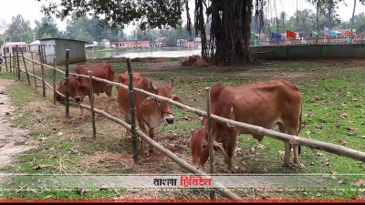 গরুর খালাট