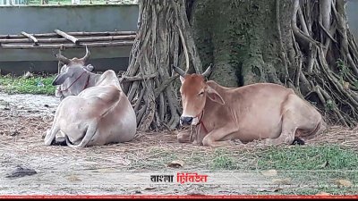 গরুর খালাট