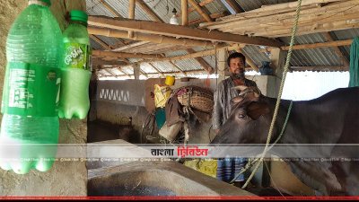 খামারে কোরবান আলী